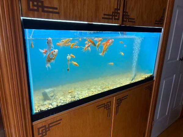 鱼缸48寸长 75加仑 - 二手闲置 图片1